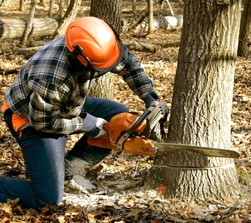 Tree Removal in Kershaw, SC